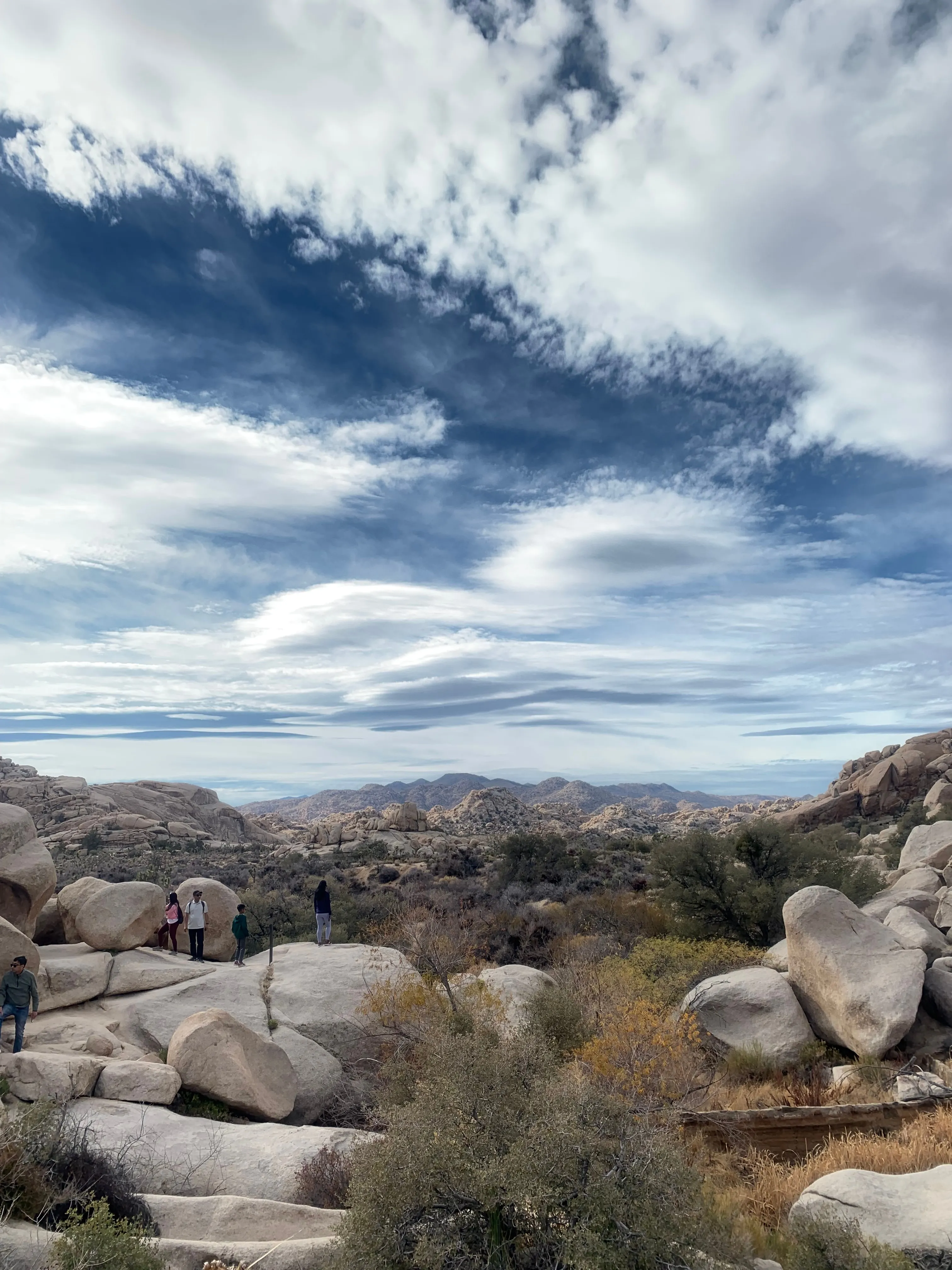 joshua_tree.jpg