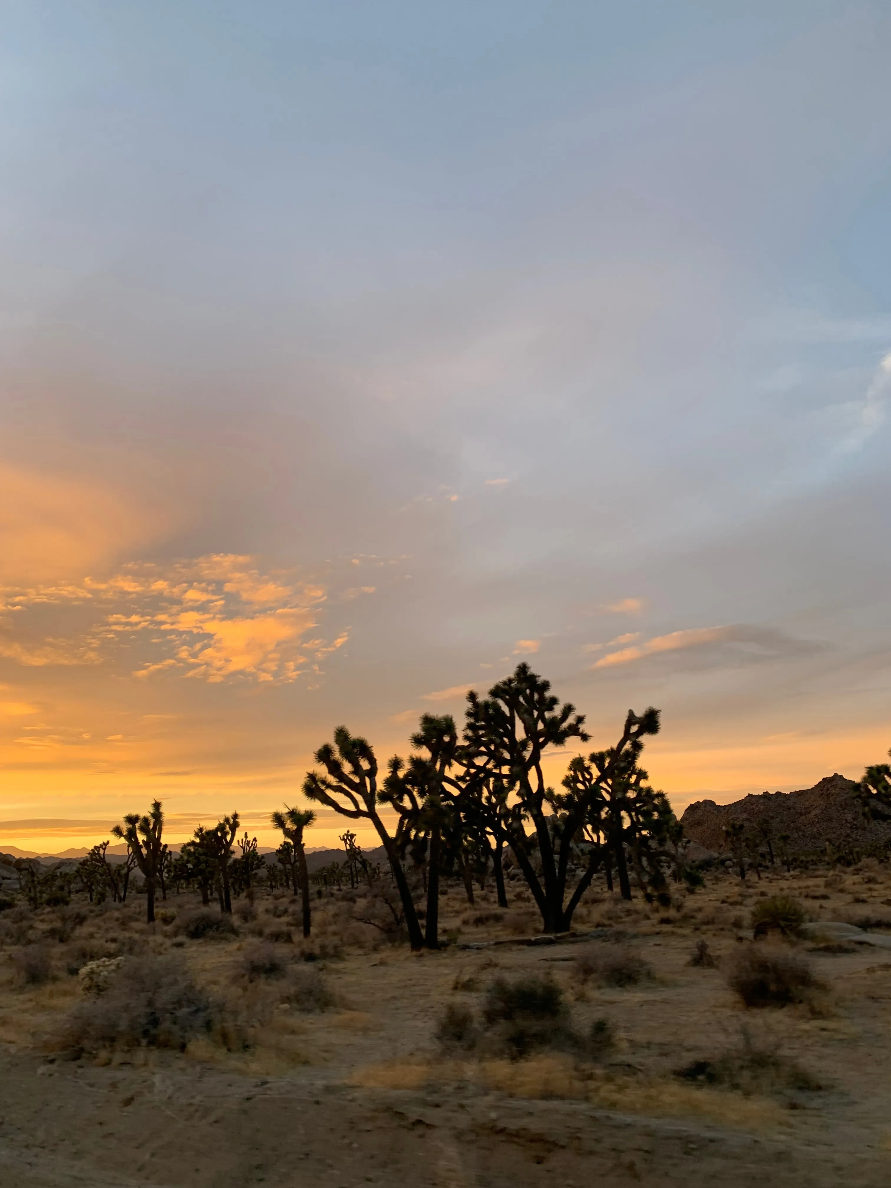 joshua_tree2.jpg