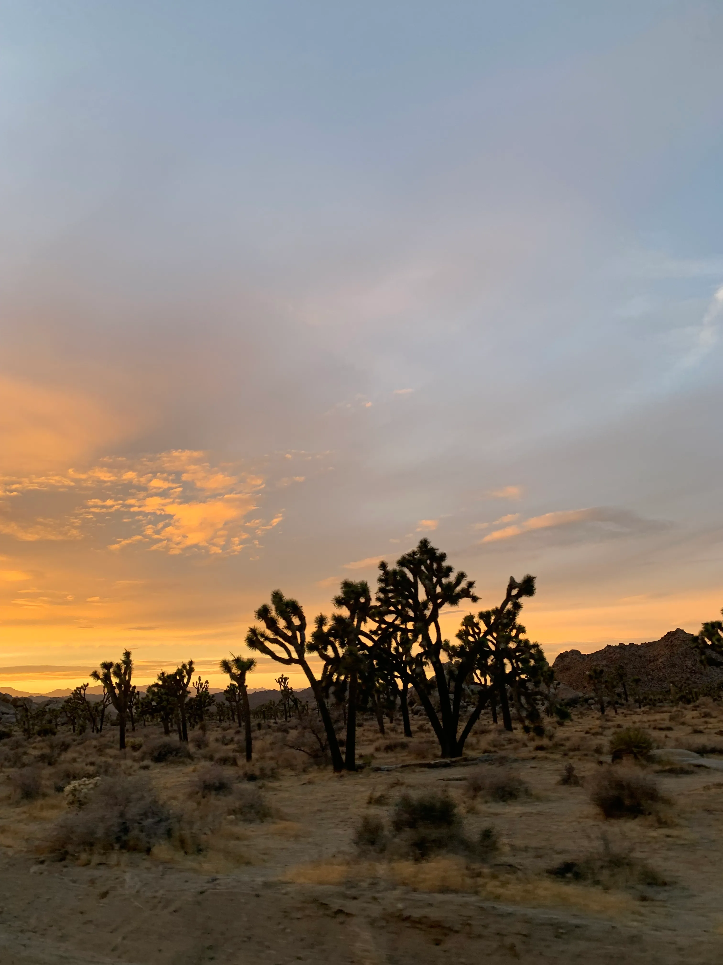 joshua_tree2.jpg